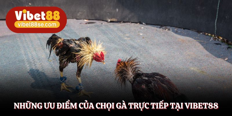 Những lý do nên trải nghiệm hình thức chọi gà trực tiếp
